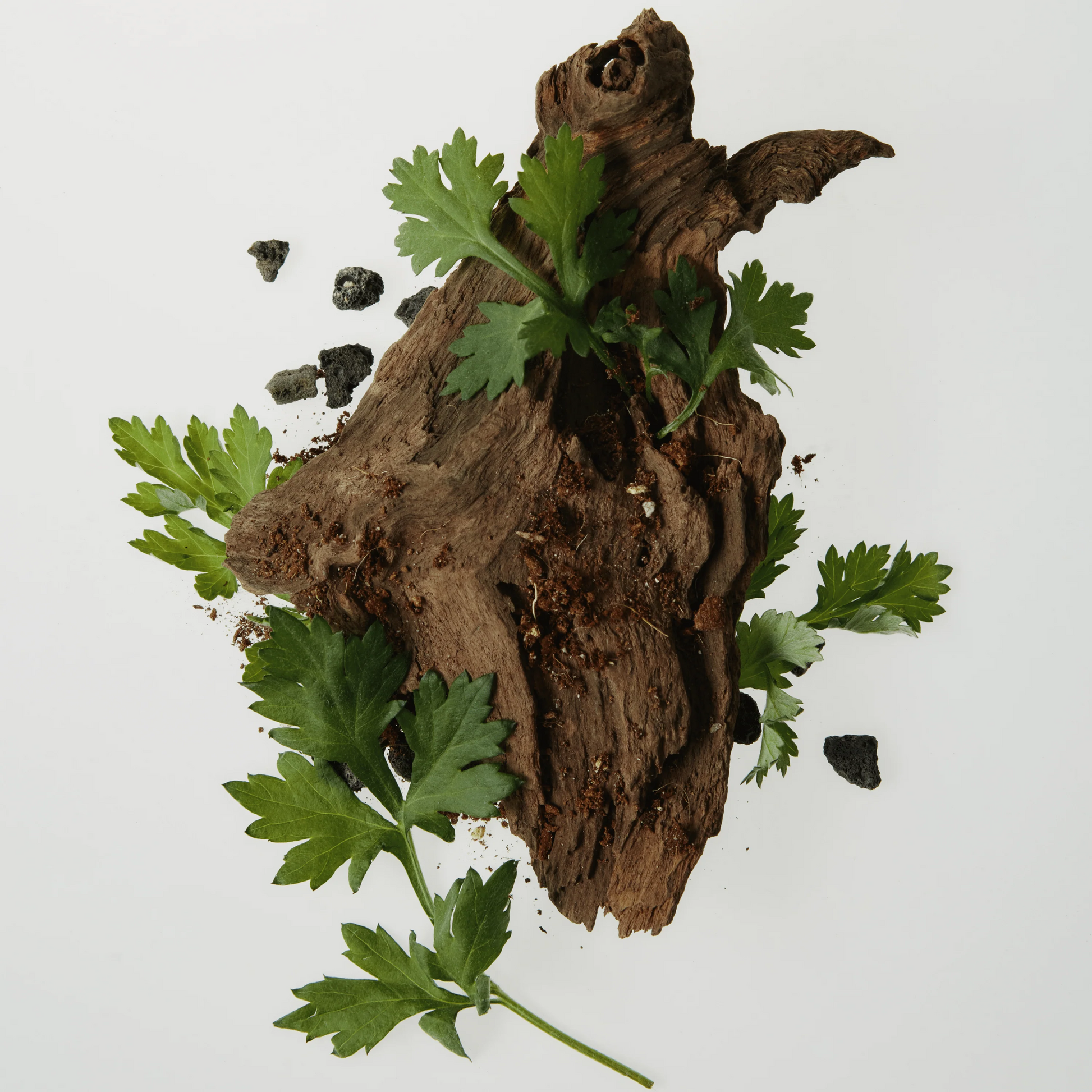 Beauty of Joseon Calming Serum Green Tea + Panthenol 30ml at Embé Skin Korean and Japanese Beauty Skincare