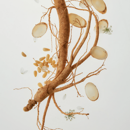 Beauty of Joseon Ginseng Essence Water 150ml at Embé Skin Korean and Japanese Beauty Skincare